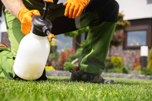 Best Affordable Pest Control Services  in Sierra Vista, AZ