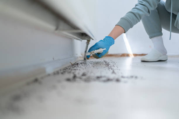 Best Pest Removal Services  in Sierra Vista, AZ